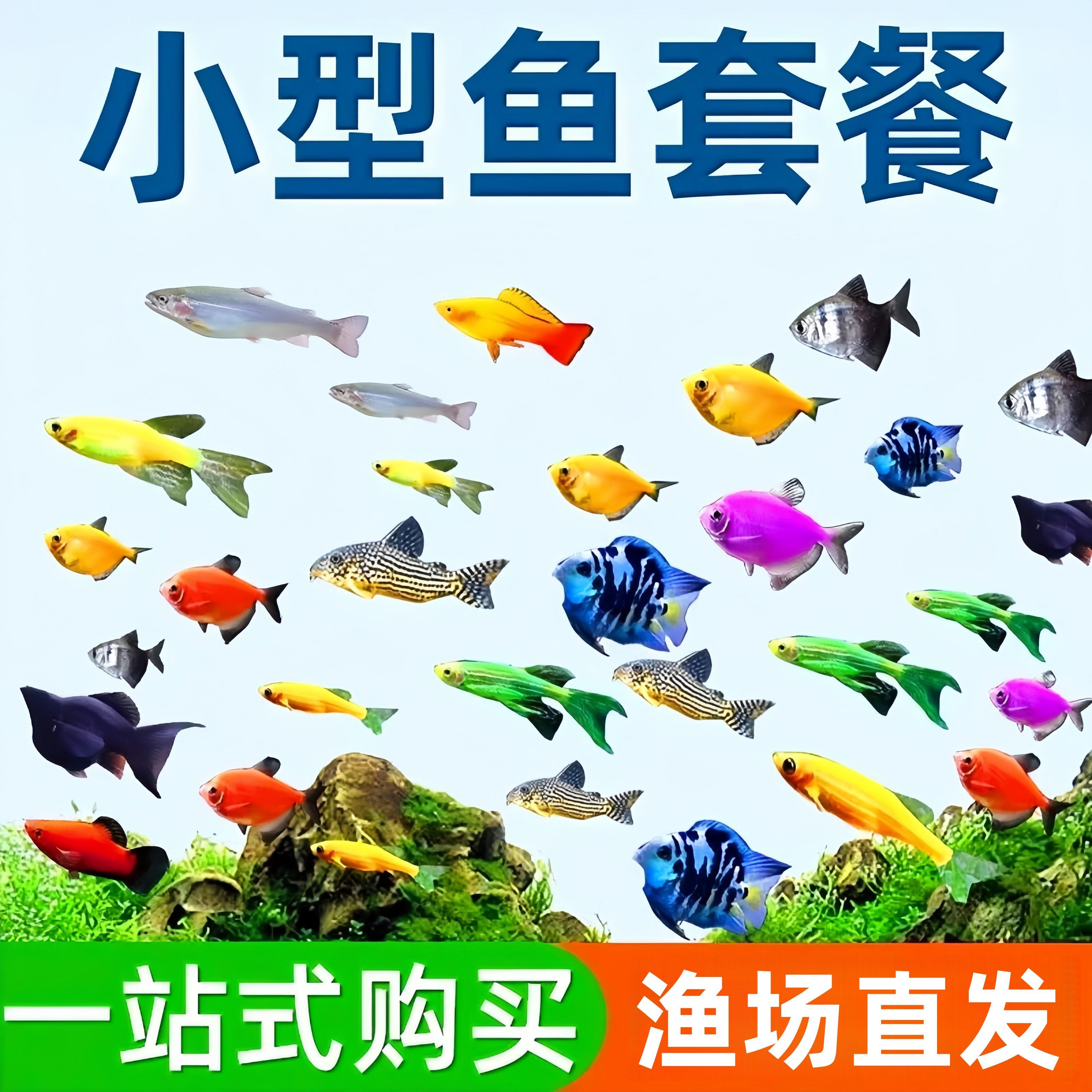 小型冷水鱼热带鱼活体观赏鱼好养耐活鹦鹉鱼天使鱼斑马鱼孔雀鱼苗