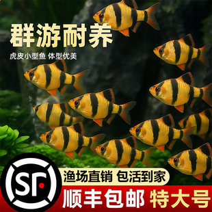 好养耐活四间虎皮鱼热带观赏鱼金鱼小型鱼苗活鱼冷水淡水鱼缸群游