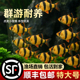 好养耐活四间虎皮鱼热带观赏鱼金鱼小型鱼苗活鱼冷水淡水鱼缸群游
