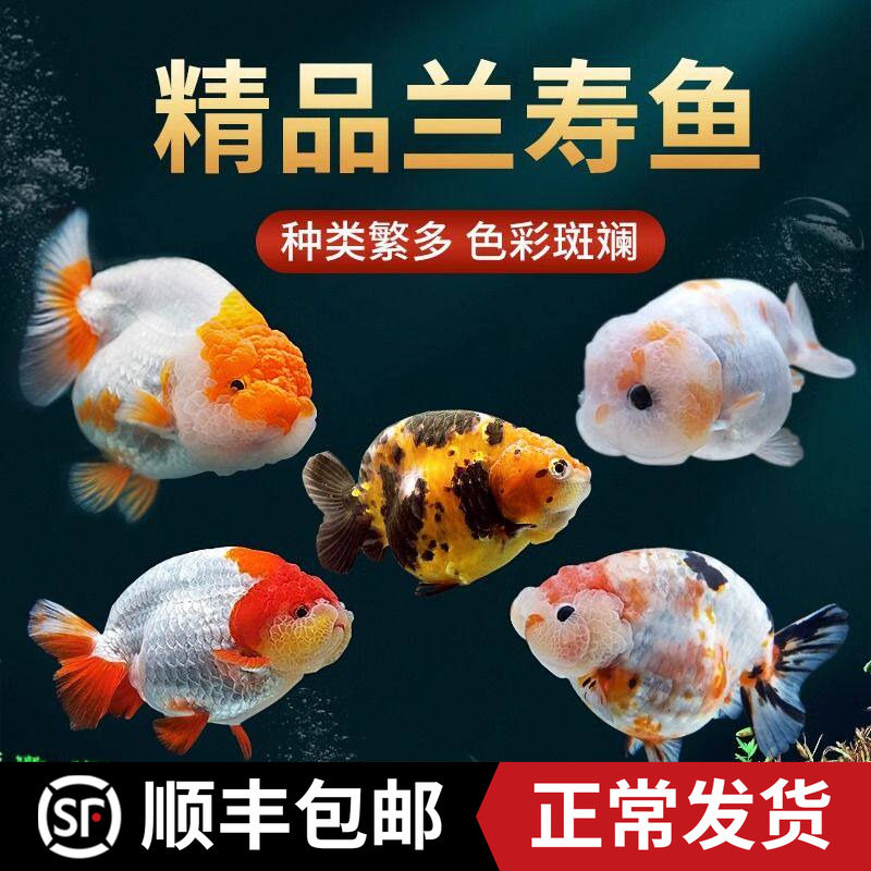 大型兰寿金鱼观赏鱼苗耐活冷水热带活体宠物小型淡水好养锦鲤草金