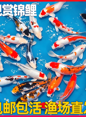 锦鲤鱼活鱼冷水鱼淡水观赏鱼金鱼好养耐活纯种红白黄金三色小鱼苗