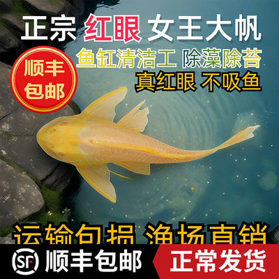 鱼缸观赏热带淡水鱼红眼女王大帆