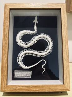 3D打印蛇骨骼标本完整摆件家居收藏品教育工艺品研究生日礼物