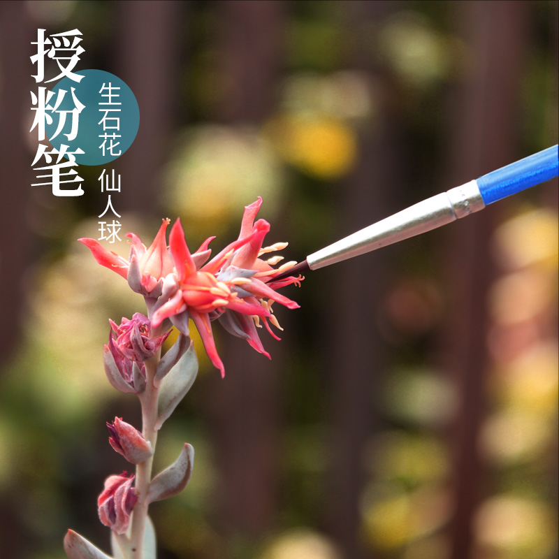 多肉植物肉锥授粉笔生石花肉锥景天植物仙人球授花粉草莓繁殖利器