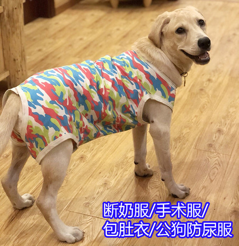 狗狗拉拉金毛萨摩肚子绝育断奶服
