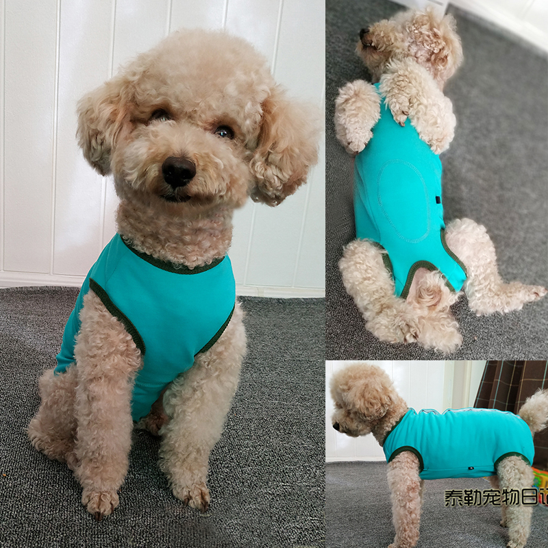 春秋泰迪比熊母狗狗服绝育术防尿