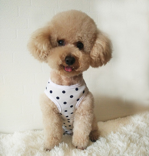 母狗狗衣服家居服四脚肚子腹礼貌