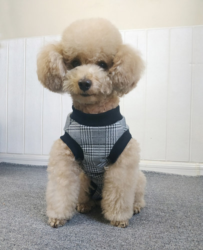 加绒背心加绒背心比熊断奶衣服
