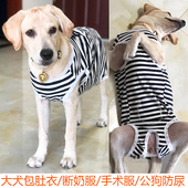 大型犬包肚衣服金毛拉布拉多母狗断奶服护肚子纯棉绝育服护肚防舔