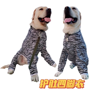 中大型犬拉布拉多金毛犬包肚防掉毛高领断奶斑马纹弹力棉四脚衣服