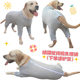 姨妈裤 泰旺狗狗大中型犬连体四脚衣生理裤 可小便母狗防骚扰月经裤