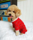 宠物狗狗衣服泰迪红色四脚衣圣诞新年装 包肚护肚子断奶母狗绝育术