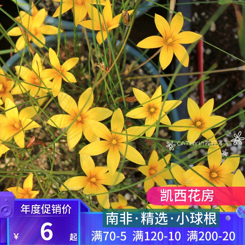 現貨 種球 Romulea  monticola/citrina/tetragona 羅慕麗 附球圖在類目 鮮花速遞/花卉仿真/綠植園藝, 花卉/蔬果/草坪種子（新）, 種球中 - 來自Buy2taobao.com提供專業的淘寶代購服務