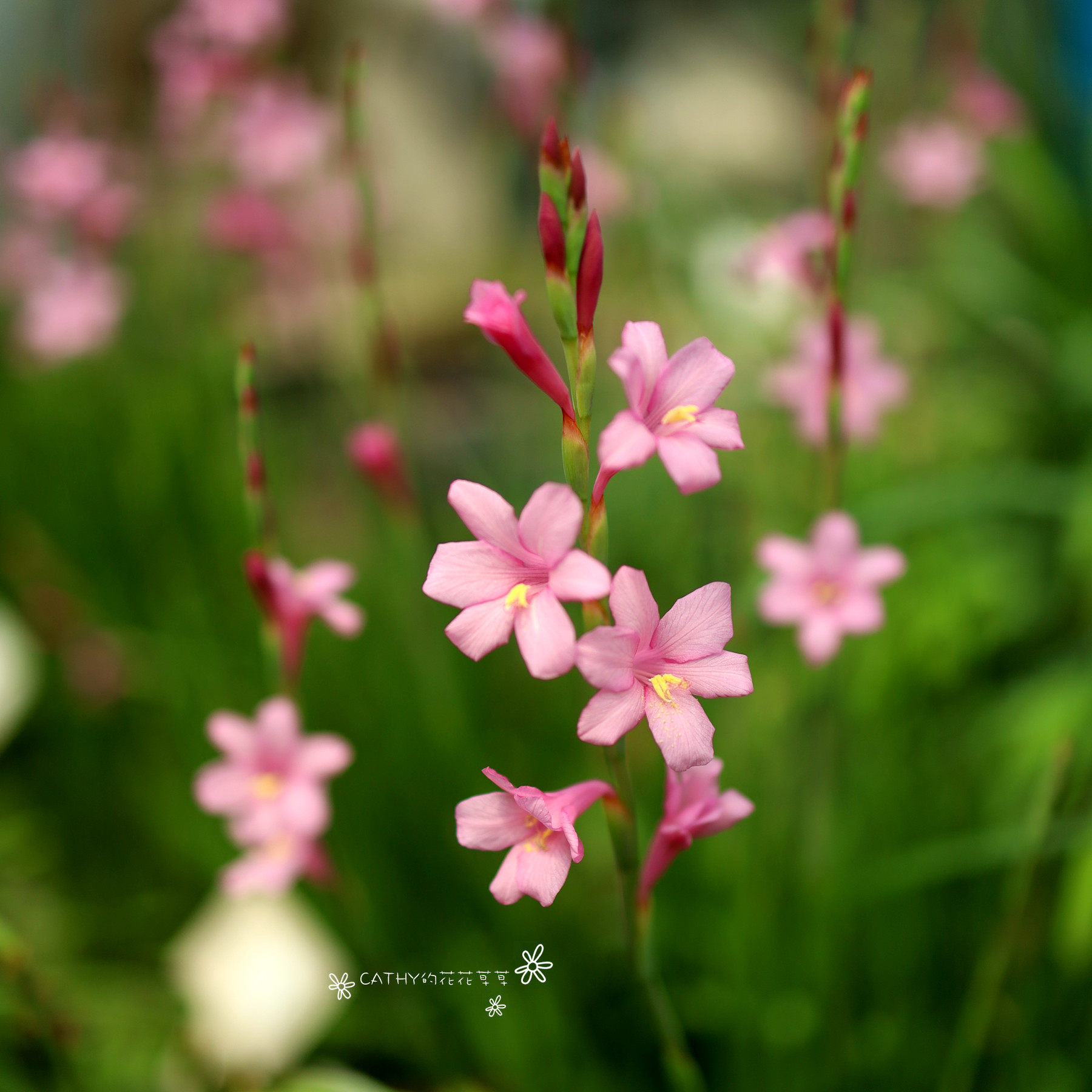 球根凯西花房春季弯管鸢尾
