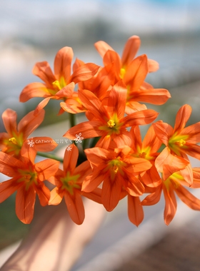 盆苗 橙花软叶肖鸢尾 Moraea flaccida orange 3苗/盆