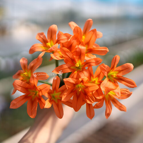 球根凯西花房春季肖鸢尾