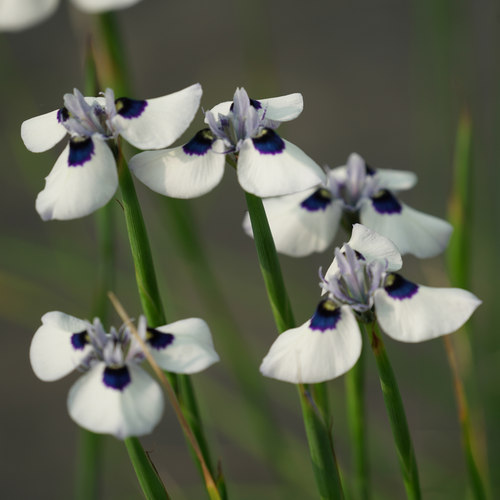 蓝孔雀肖鸢尾种球 Moraea aristata 3球/份 秋植春花