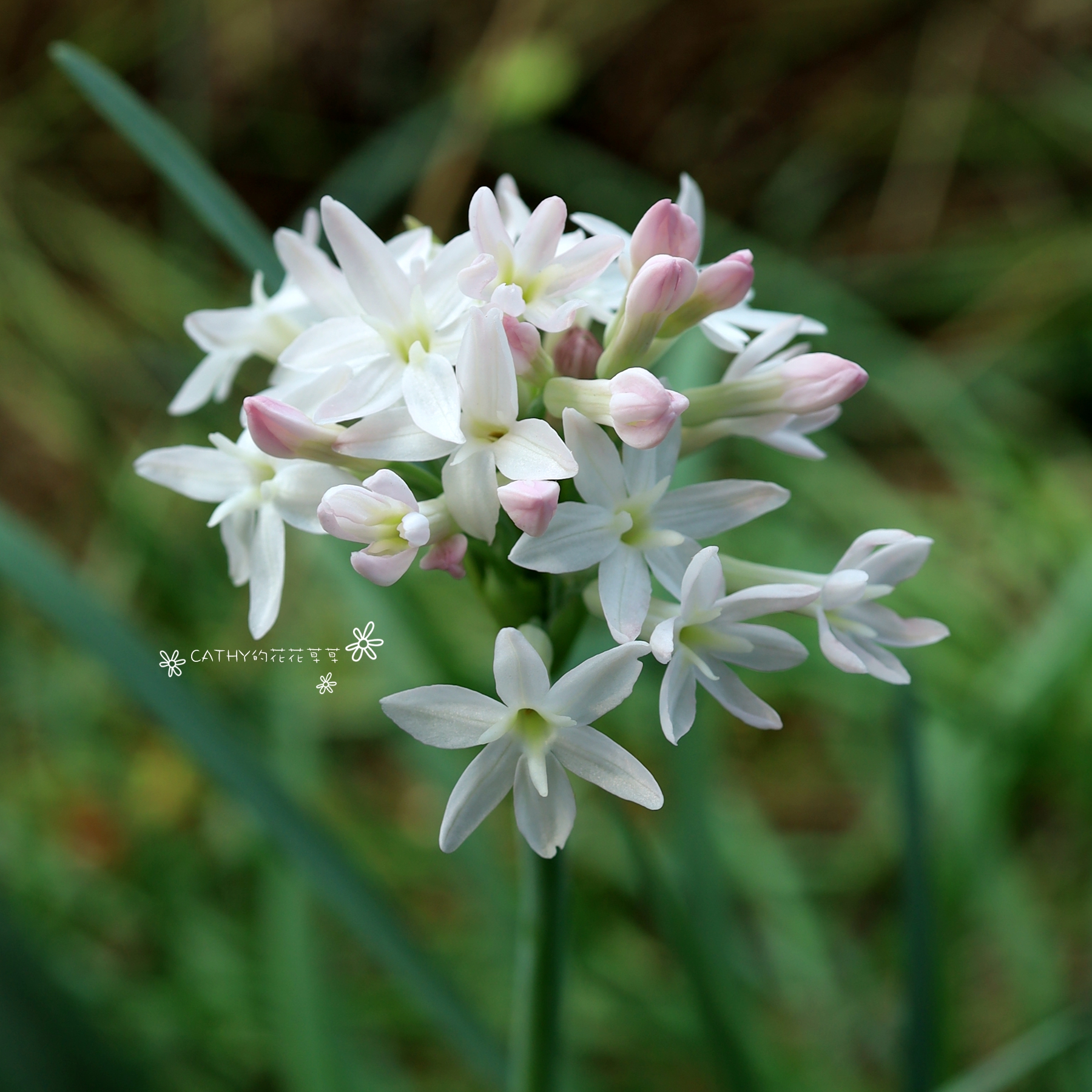 现货 裸根 杂交紫娇花-大白 Tulbaghia sp. Kachubwa 四季生长 鲜花速递/花卉仿真/绿植园艺 时令草本花卉 原图主图