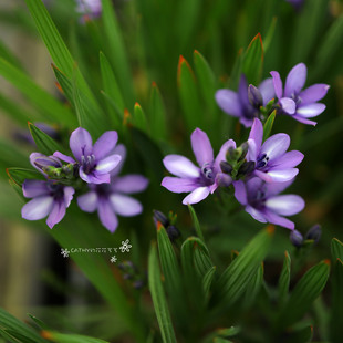 6-7月发货 狭叶狒狒花种球 Babiana Angustifolia 5球/份秋植春花