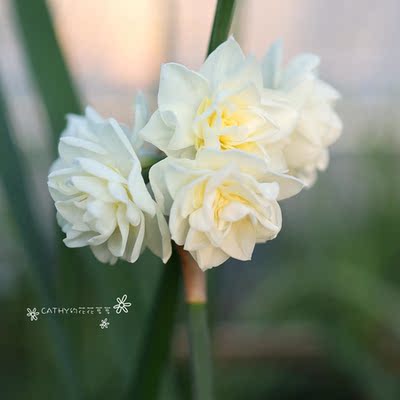 凯西花房冬季洋水仙小重香球根