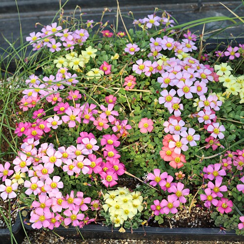 凯西花房春季酢浆草爆花球根