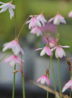 6-7月发货 春花秋雪片莲 种球  Acis trichophylla 3球 秋植春花