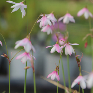 6-7月发货 春花秋雪片莲 种球 Acis trichophylla 3球 秋植春花