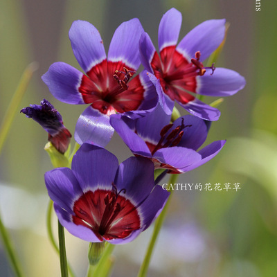 凯西花房春季酒杯花稀有球根