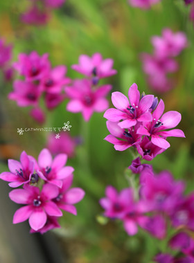 6-7月发货 紫色直立狒狒花种球 Babiana Stricta-Purple 3球/份