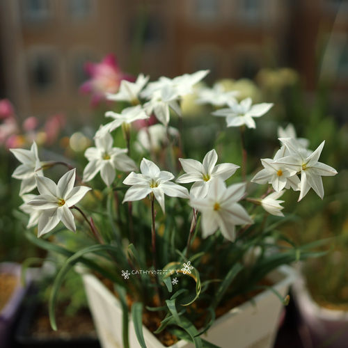 球根凯西花房春季花韭