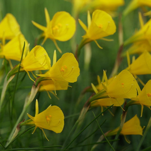 围裙水仙-雪域 Narcissus bulbcodium Nivalis 5球