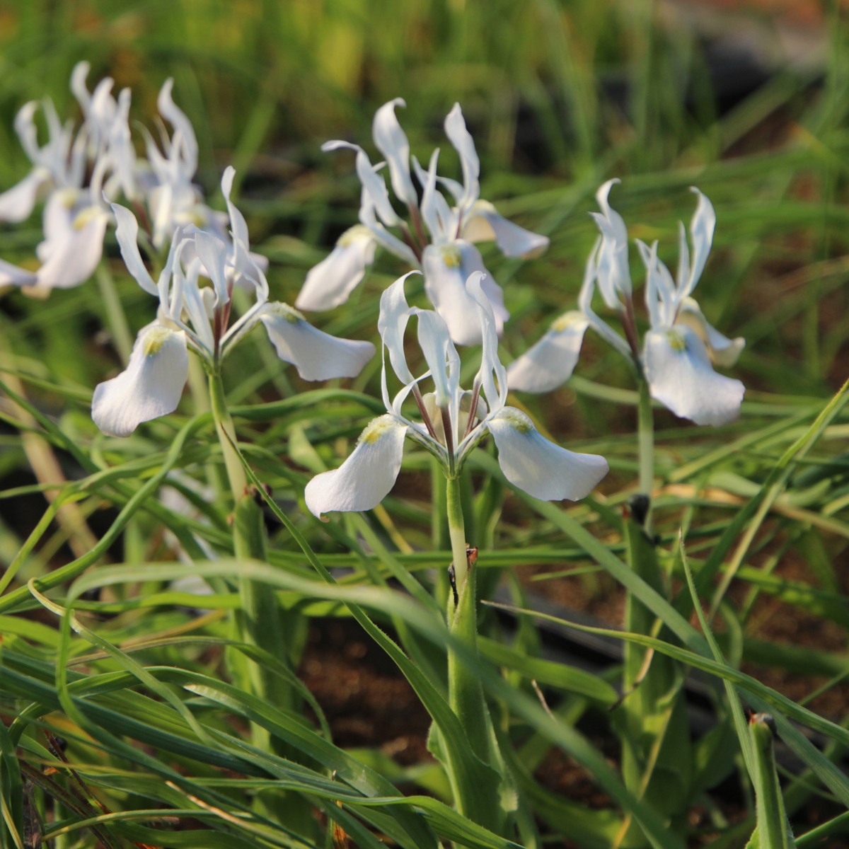 球根凯西花房春季肖鸢尾