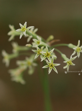 现货 裸根 原生紫娇-罗德西亚紫娇花Tulbaghia  rhodesica四季