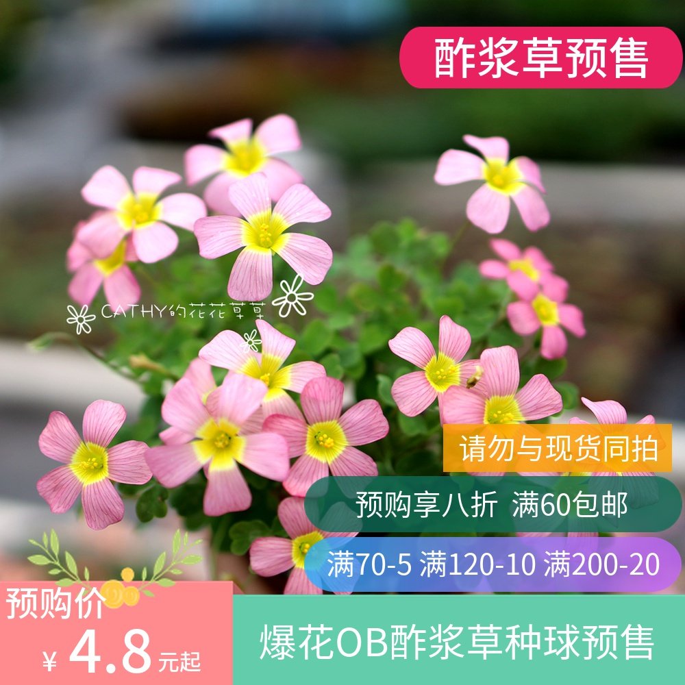 预售十一 秋植酢浆草种球 OB1组 oxalis obtusa 3-5球/份 多选在类目 鲜花速递/花卉仿真/绿植园艺, 花卉/蔬果/草坪种子（新）, 种球中 - 来自Buy2taobao.com提供专业的淘宝代购服务