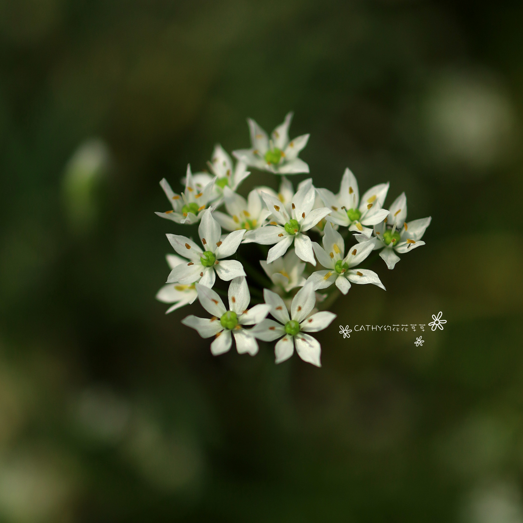 球根凯西花房春季花葱