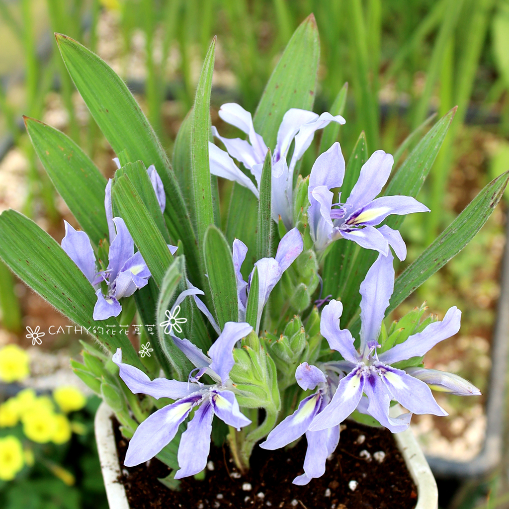 凯西花房春季狒狒漂亮球根