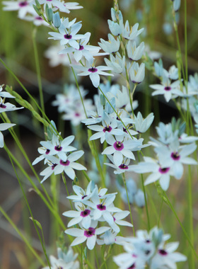 矮花绿松石谷鸢尾种球 Ixia viridiflora var. minor