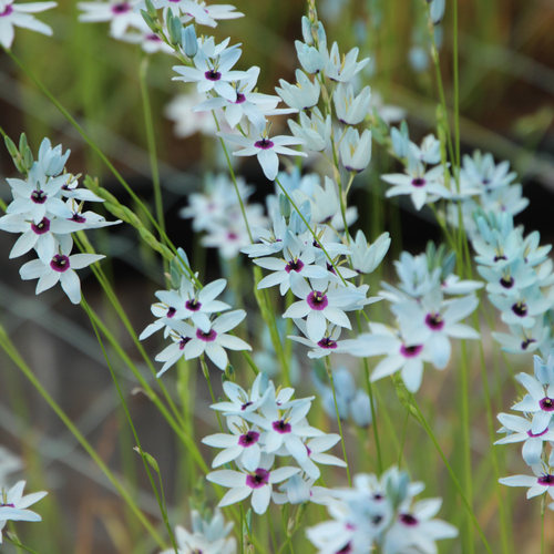6-7月发货 矮花绿松石谷鸢尾种球 Ixia viridiflora var. minor