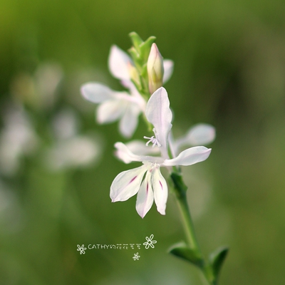 凯西花房春季拉培疏稀少球根