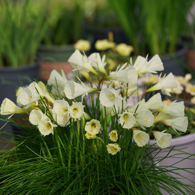 6-7月发货 围裙水仙奶茶种球 Narcissus Milk Tea 5球 秋植春花