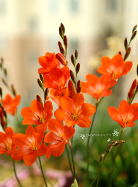 6-7月发货 橘红色鸢尾兰种球 Tritonia crocata 3球/份