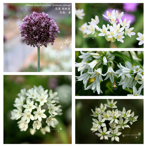 凯西花房春季花葱花大球根