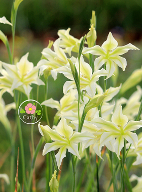 6-7月发货 久花唐菖蒲/剑兰种球 Gladiolus tristis 花香
