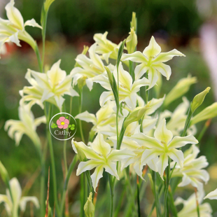 6-7月发货 久花唐菖蒲/剑兰种球 Gladiolus tristis 花香