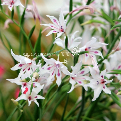 唐菖蒲凯西花房春季球根