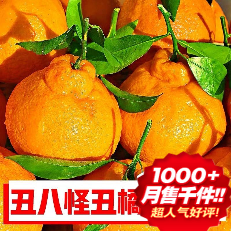 葭舍正宗四川爱媛38号果冻橙五斤爆汁精选彩箱中大果当季新鲜水果