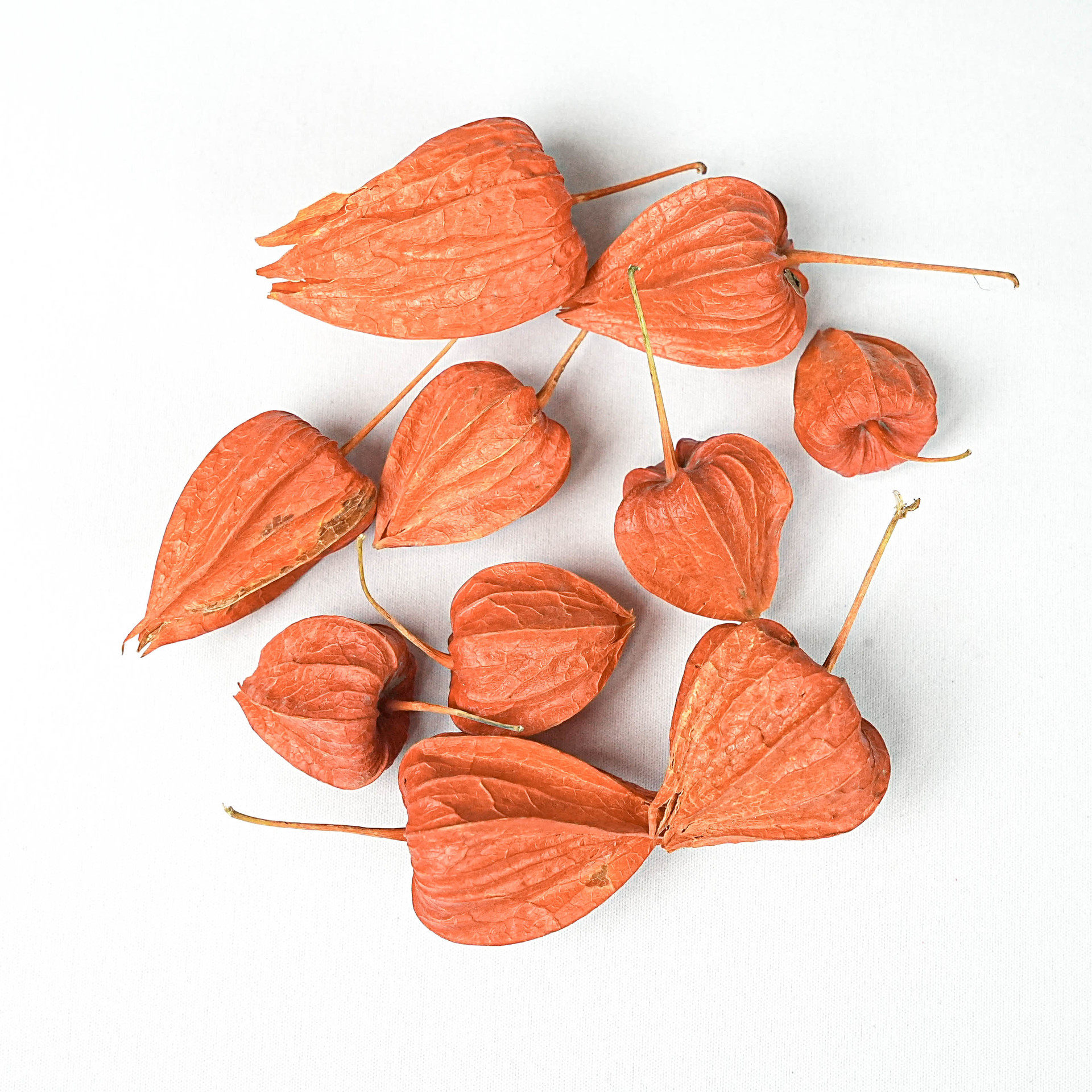 喜庆花材自然姑娘果干果酸浆果灯笼果干花批发西餐台面玻璃瓶,鲜花速递/花卉仿真/绿植园艺,干花,淘宝优惠券,粉丝福利购,淘宝优惠卷