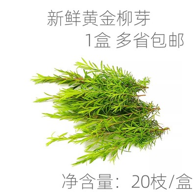 新鲜黄金柳芽摆盘装饰点缀20枝