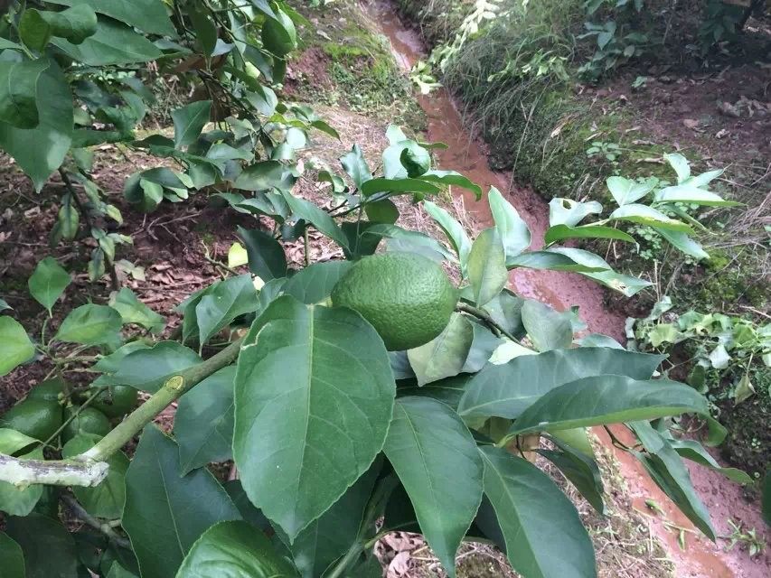 新鲜柠檬叶500g柠檬树叶子卤煮火锅 冬阴功汤料