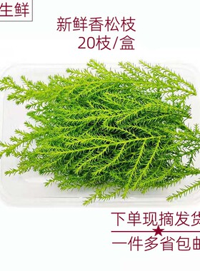 新鲜香松枝20枝/盒酒店摆盘装饰花草